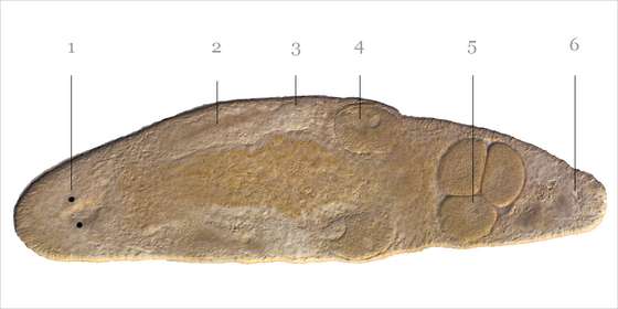 Microscopic image of Macrostomum hystrix showing the anterior eyes (1) in the head, followed by the paired testes (2), paired ovaries (3), developing eggs (4), the female genitalia containing three mature eggs (5), and the male genital region in the tail of the worm (6). (Image: Lukas Sch&Atilde;&curren;rer)