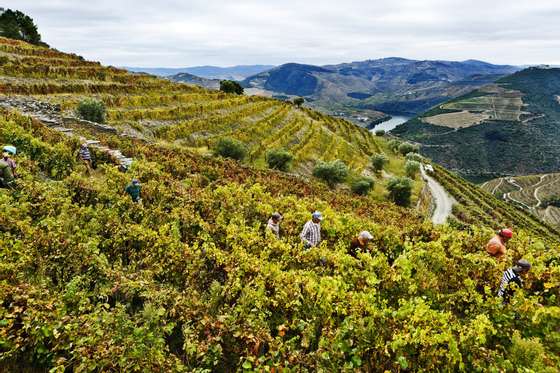 AntÃ³nio Pinto, Paisagem, Douro, Vinhas, Rio, Quinta de LA ROSA, Luminosidades, Cores, Formas, Vindima, 