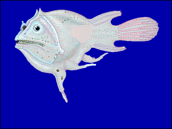 Haplophryne_mollis_(female,_with_atrophied_male_attached)