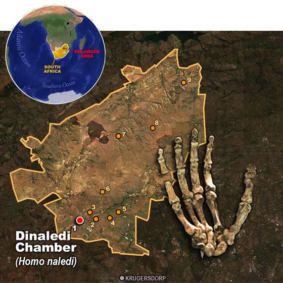 homo_naledi