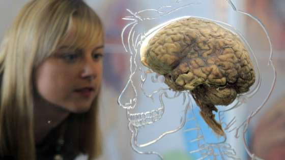 BRISTOL, UNITED KINGDOM - MARCH 10: Kerrie Grist looks at a real human brain being displayed as part of new exhibition at the @Bristol attraction on March 8, 2011 in Bristol, England. The Real Brain exhibit - which comes with full consent from a anonymous donor and needed full consent from the Human Tissue Authority - is suspended in a large tank engraved with a full scale skeleton on one side and a diagram of the central nervous system on the other and is a key feature of the All About Us exhibition opening this week. (Photo by Matt Cardy/Getty Images)