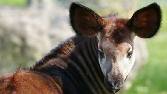 Porque precisas de umas orelhas t&Atilde;&pound;o grandes? Para ouvir a mam&Atilde;&pound; - Zoo de Lisboa