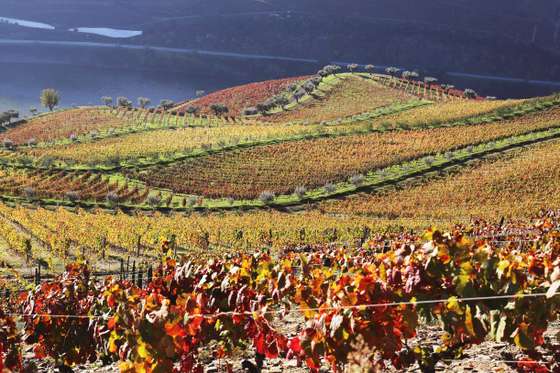 Paisagem Quinta dos Mur&Atilde;&sect;as - Espor&Atilde;&pound;o Douro_LW