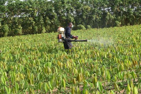 A man sprays pesticides in a hevea nursery run by the leading West African agro-industrial group SIFCA in Toupa on November 30, 2015. / AFP / Talar KALAJIAN AND Sia KAMBOU (Photo credit should read TALAR KALAJIAN,SIA KAMBOU/AFP/Getty Images)