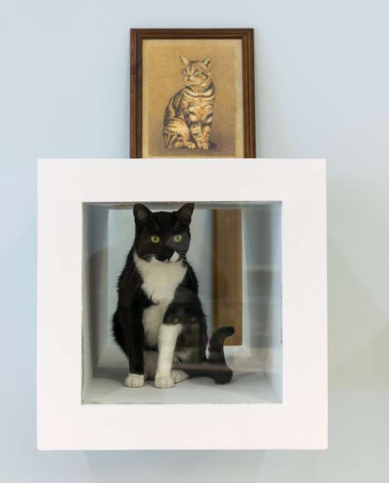 aqui h&Atilde;&iexcl; gato, 