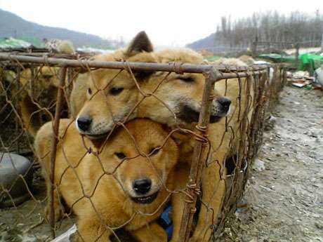 O Nureongi Ã© uma raÃ§a de cÃ£es coreana criada para fins alimentares. Estes exemplares foram fotografados numa quinta onde sÃ£o criados como galinhas ou porcos.