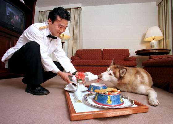 Room service para VIPs (Very Important Pets) no hotel Sutton Place, em Vancouver.