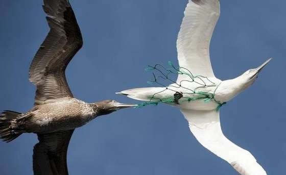 Birds, Fisheries, Fishing nets, Gannets, KWCI (GPI), Oceans (campaign title), 