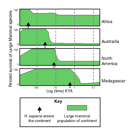 Percentagem de sobreviv&Atilde;&ordf;ncia de esp&Atilde;&copy;cies de grandes mam&Atilde;&shy;feros ao longo do tempo. As setas a negro indicam a chegada do Homo sapiens ao territ&Atilde;&sup3;rio. A escala temporal &Atilde;&copy; logar&Atilde;&shy;tmica.