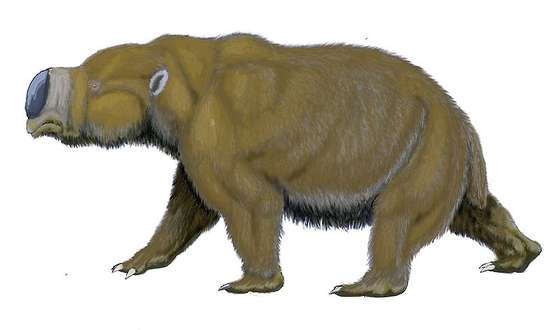 800px-Diprotodon11122