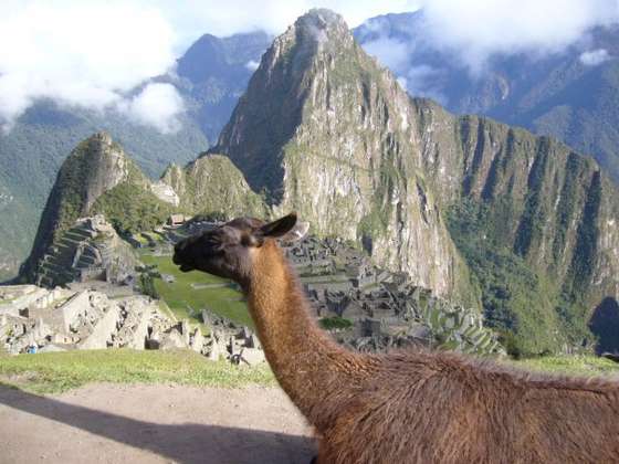 MachuPicchuLama