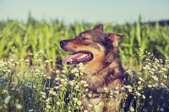 Retro Styled, Pets, Puppy, Young Animal, One Animal, Training Class, Grass, Color Image, Cute, Dog, Shepherd, Smiling, Looking, Playful, Walking, Fun, Backgrounds, Heat - Temperature, Dreamlike, Green Color, Black Color, Colors, Nature, Outdoors, Cheerful, Human Face, Germany, Flower, Animal, Sunlight, Light - Natural Phenomenon, Summer, Springtime, Field, Lawn, Meadow, Sky, 