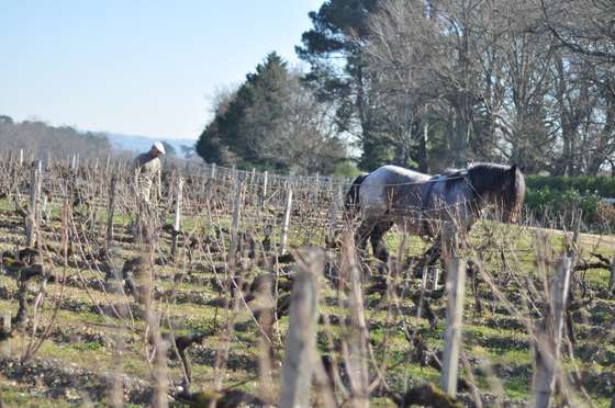 Travaux d'hiver - Chevaux a SHL (1)