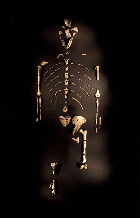HOUSTON - AUGUST 28: The 3.2 million year old fossilized remains of "Lucy", the most complete example of the hominid Australopithecus afarensis, is displayed at the Houston Museum of Natural Science, August 28, 2007 in Houston, Texas. The exhibition is the first for the fossil outside of Ethiopia and has generated criticism among the museum community and others that believe the fossil is too fragile to be moved from it's home country. (Photo by Dave Einsel/Getty Images)
