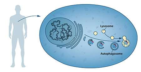 Our cells have different specialized compartments. Lysosomes constitute one such compartment and contain enzymes for digestion of cellular contents. A new type of vesicle called autophagosome was observed within the cell. As the autophagosome forms, it engulfs cellular contents, such as damaged proteins and organelles. Finally, it fuses with the lysosome, where the contents are degraded into smaller constituents. This process provides the cell with nutrients and building blocks for renewal.