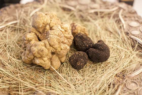trufa, trufas, bistr&Atilde;&acute;, maior, mundo, branca, pazada, chef, 