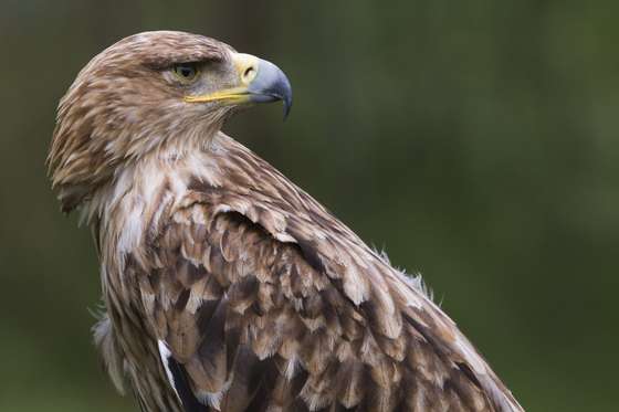 An Imperial Eagle looks on in the Rambouillet forest, on July 31, 2013, some 50 kms outside of Paris. AFP PHOTO / JOEL SAGET (Photo credit should read JOEL SAGET/AFP/Getty Images)