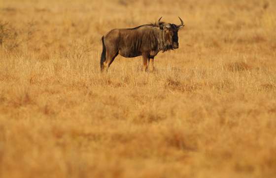 RUSTENBURG, SOUTH AFRICA - JUNE 24: A wildebeest stands in grass land at Pilanesberg National Park on June, 2010 in Rustenburg, South Africa. Situated adjacent to Sun City, Pilanesberg is the fourth largest national park in South Africa covering a 55 000 hectare area. (Photo by Mark Kolbe/Getty Images)