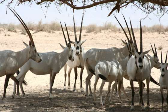 Arabian_orix_
