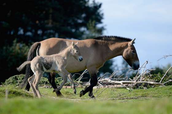 KINGUSSIE, SCOTLAND - SEPTEMBER 09: Ieda 12-year-old mare with her new Przewalski foal at the Highland Wildlife Park on September 9, 2013 in Kingussie, Scotland. The foal born on the 2nd September is the first new-born Przewalski's horse at the park in five years. Przewalski's horses were once extinct in the wild until a small captive bred population were reintroduced in Mongolia in the 1990s and are now listed as Endangered. (Photo by Jeff J Mitchell/Getty Images)