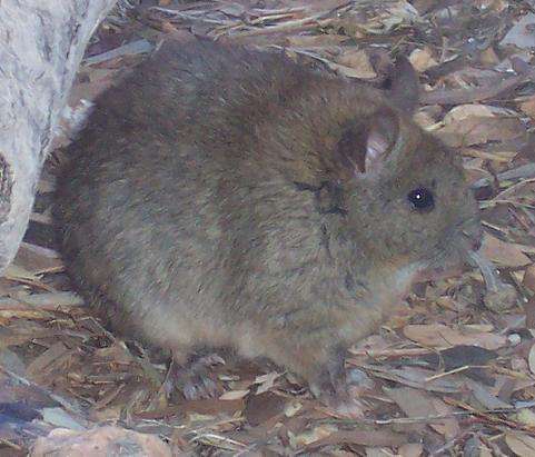 Greater_Sticknest_Rat