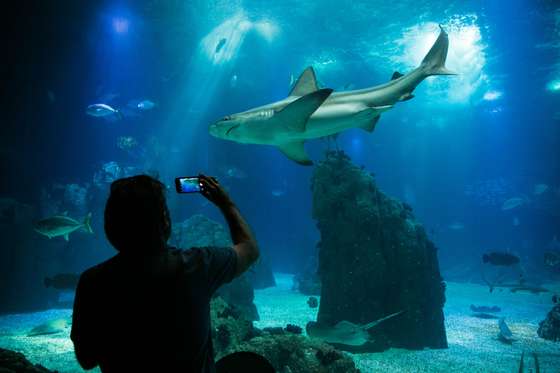 OceanÃ¡rio com desconto de atÃ© seis euros? SÃ³ atÃ© sexta-feira, na bilheteira online 