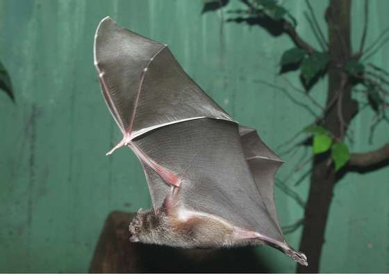 Germany; Berlin: vampire bat in the nocturnal house in the Berlin zoo - 2003