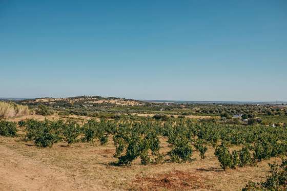 Vinha Cevadeira - Aldeia de Cima