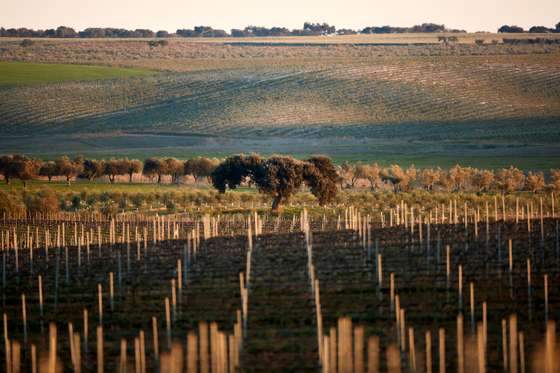 Herdade vinhos Fam&Atilde;&shy;lia Marga&Atilde;&sect;a