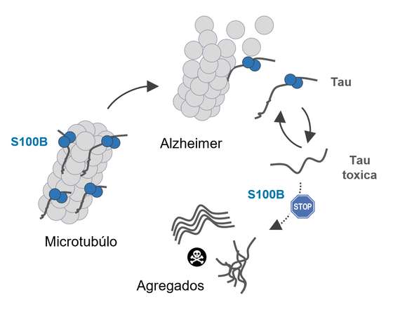 Esquema ilustrativo da formaÃ§Ã£o de agregados tÃ³xicos da proteÃ­na Tau e aÃ§Ã£o inibitÃ³ria da proteÃ­na S100B