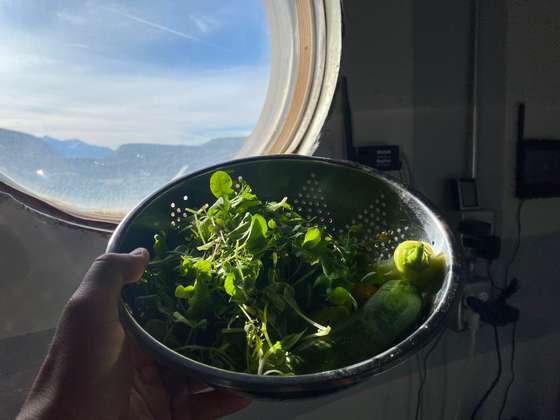 Salada com vegetais produzidos na estuda de "Marte"