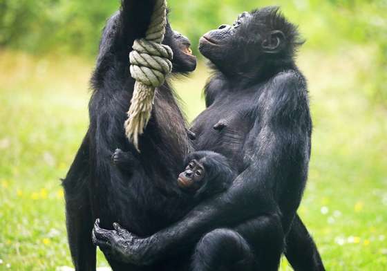 Bonobo offspring in the Cologne Zoo