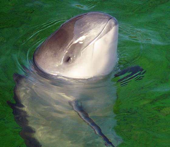 CabeÃ§a de um boto (Phocoena phocoena) fora de Ã¡gua