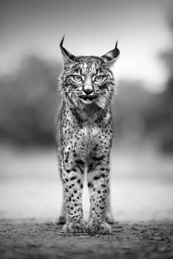 Lince Ib&Atilde;&copy;rico, a fotografia de Ant&Atilde;&sup3;nio Coelho entre as duzentas da Hope Edition