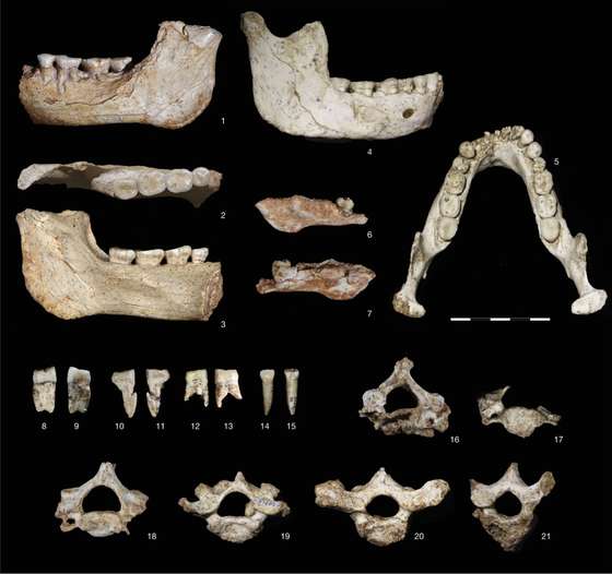 Mand&Atilde;&shy;bulas, dentes e v&Atilde;&copy;rtebras descobertos em Casablanca e divulgados na revista Nature