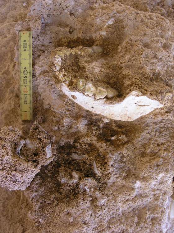 Mand&Atilde;&shy;bula encontrada no s&Atilde;&shy;tio arqueol&Atilde;&sup3;gico Thomas Quarry I, em Marrocos 