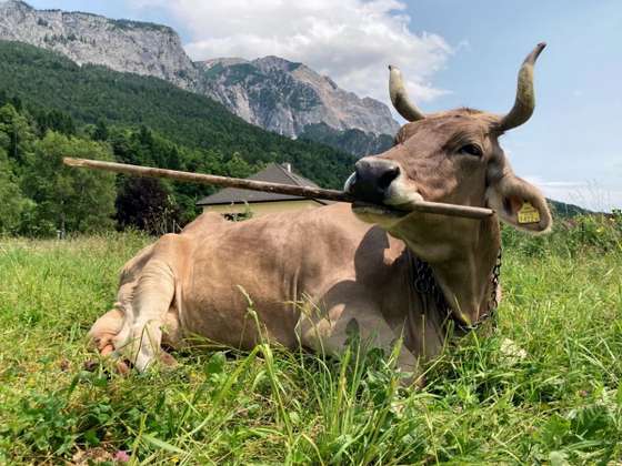 vaca-inteligente-usa-vassoura-para-se-co&Atilde;&sect;ar