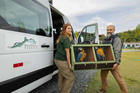 As aves viajaram de S&Atilde;&pound;o Paulo ao Rio de Janeiro com os bi&Atilde;&sup3;logos