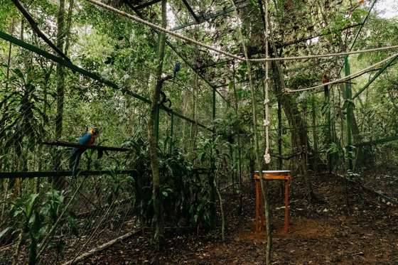 O viveiro em meio &Atilde;&nbsp; Floresta da Tijuca, no Rio de Janeiro, foi o lar do trio de p&Atilde;&iexcl;ssaros por sete meses