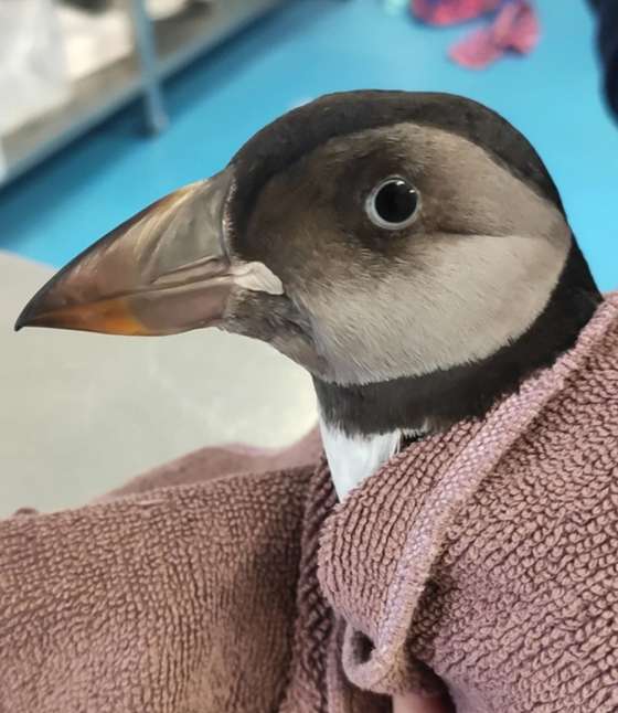 Papagaios-do-mar s&Atilde;&pound;o frequentemente confundidos com pinguins