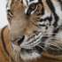 epa09669177 A tiger is seen inside an enclosure at the Hanoi Wildlife Rescue Center in Soc Son, Hanoi, Vietnam 06 January 2022. The Hanoi Wildlife Rescue Center has been home to many animals such as bears, pangolins, gibbons, macaques, endangered turtles, and a total of 36 Indochinese tigers (Panthera tigris). 2022 marks the year of the Tiger in the Vietnamese calendar.  EPA/LUONG THAI LINH
