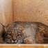 A lince fêmea Ventilla, espera em cativeiro no Centro de Recuperação de Fauna Selvagem “El Chaparrillo” o dia em que será libertada em Cuenca (Espanha), e irá contribuir para repovoar a zona, em Ciudad Real, Castela-La Mancha, Espanha, 11 de maio de 2025. O projeto de recuperação do lince ibérico arrancou em 2002, ao abrigo de programas europeus LIFE, e fez-se em cooperação com as populações, segundo referem responsáveis do Lynx Connect, o LIFE em curso, para o período 2020-2025. (ACOMPANHA TEXTO DA LUSA DO DIA 16 DE MAIO DE 2025). NUNO VEIGA/LUSA