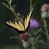 epaselect epa06150817 A large butterfly crawls around a flower in the country near Commerce, Texas, USA, 18 August 2017.  EPA/LARRY W. SMITH
