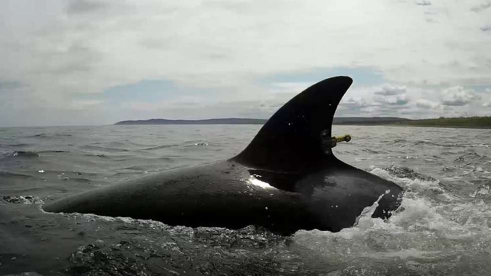 Orcas