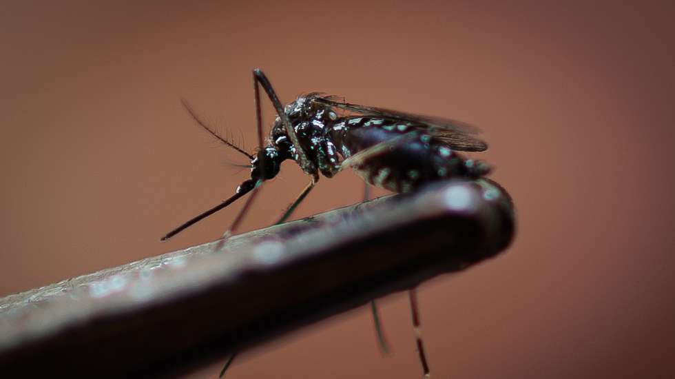 epa11202841 A view of a dengue-transmitting mosquito (Aedes aegypti) in Sao Paulo, Brazil, 06 March 2024. Authorities in Sao Paulo, Brazil's most populous city, incorporated a new drone patrol on 05 March to combat the explosion of dengue cases in the region, which declared a state of emergency due to the spread of the disease.  EPA/Isaac Fontana