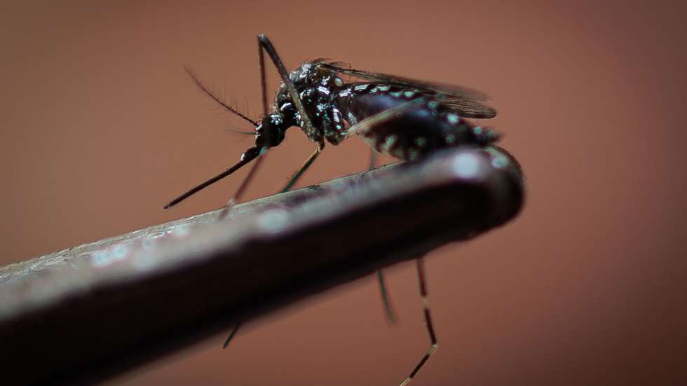 epa11202841 A view of a dengue-transmitting mosquito (Aedes aegypti) in Sao Paulo, Brazil, 06 March 2024. Authorities in Sao Paulo, Brazil's most populous city, incorporated a new drone patrol on 05 March to combat the explosion of dengue cases in the region, which declared a state of emergency due to the spread of the disease.  EPA/Isaac Fontana
