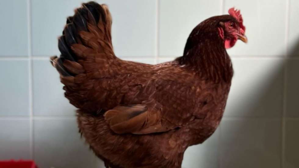 henny penny