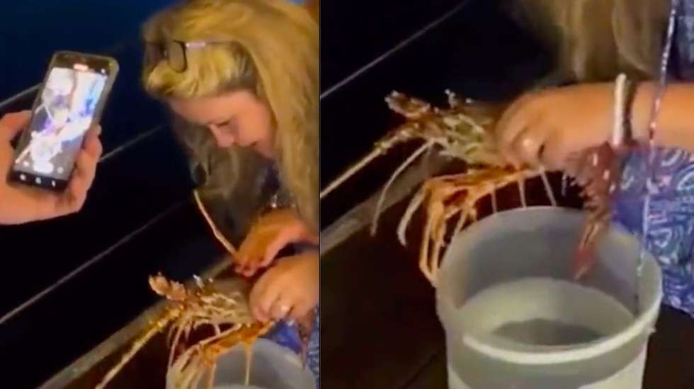 Turista pediu que lhe servissem a lagosta crua e sem qualquer tipo de ferimentos