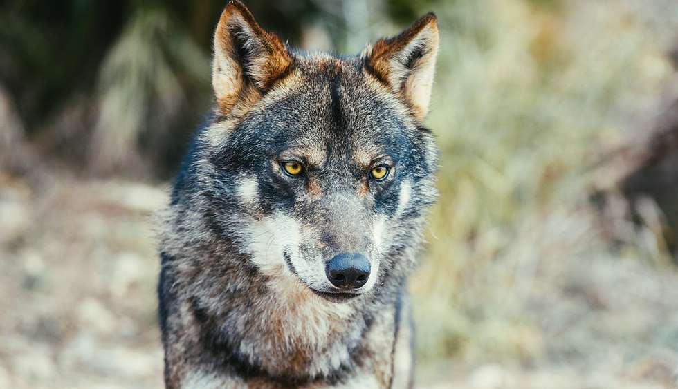 A área de presença do lobo-ibérico em Portugal reduziu 20%