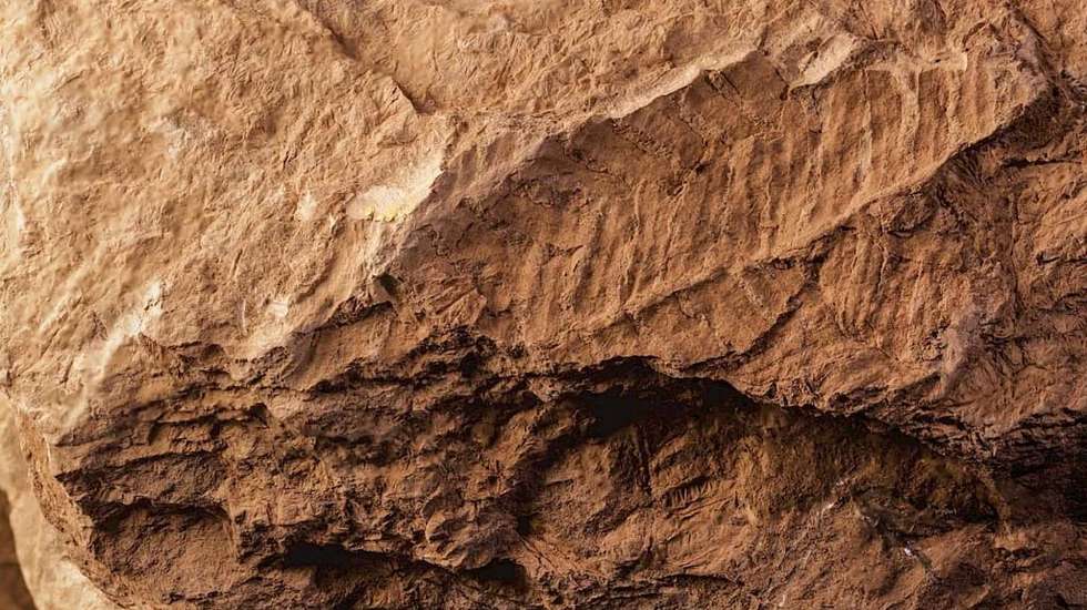 A nova espécie, batizada de Acitheca machadoi, é dedicada ao geólogo especializado em Palinologia paleozoica, Gil Machado